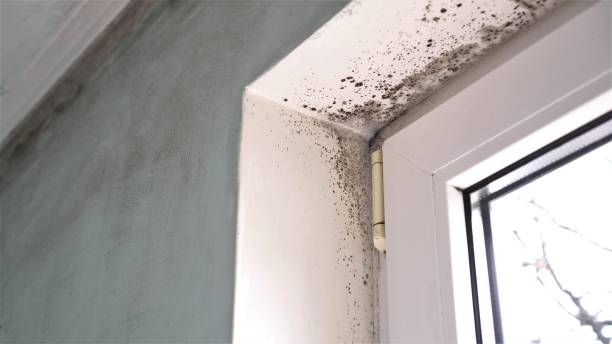Ingram, TX Mold Remediation Company