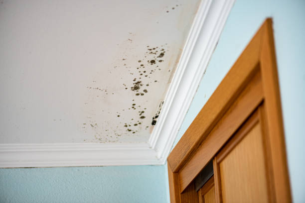 Best Mold Remediation for Specific Building Types in Ingram, TX