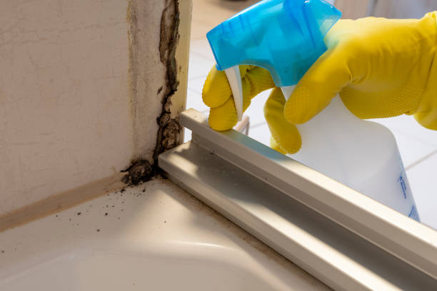 Best Emergency Mold Remediation in Ingram, TX
