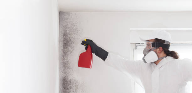 Best Post-Flood Mold Remediation in Ingram, TX