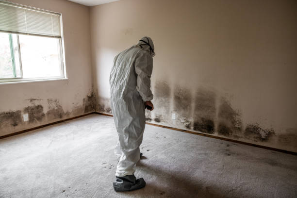 Best HVAC Mold Remediation in Ingram, TX