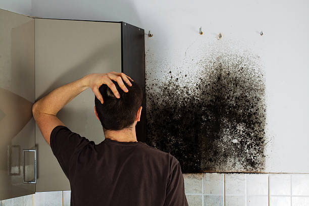 Best Mold Remediation for Schools in Ingram, TX