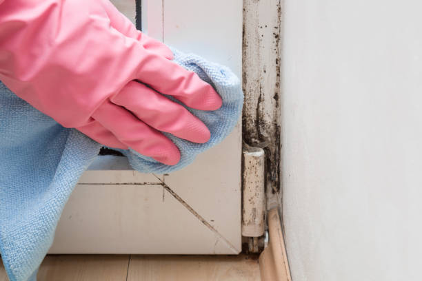 Best Residential Mold Remediation in Ingram, TX